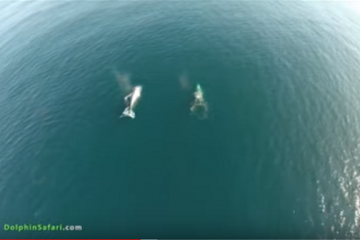 Delfines, ballenas y un dron de testigo