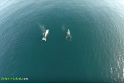 Delfines, ballenas y un dron de testigo