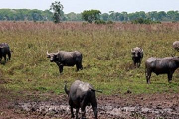 Búfalos: Caza Controlada o Matanza