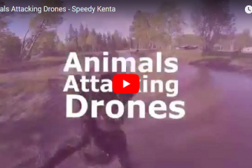 Animales vs. drones