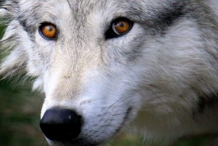 Lobos: Caza Controlada o Extinción