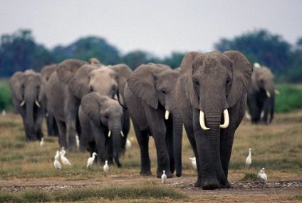 Elefantes en Peligro