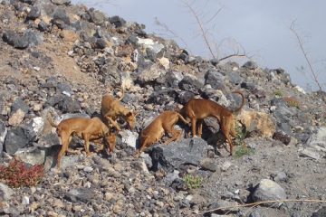 España – El impacto de la caza en Tenerife