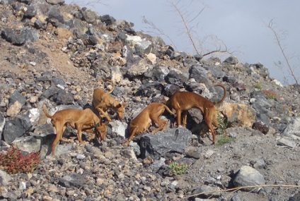 España – El impacto de la caza en Tenerife