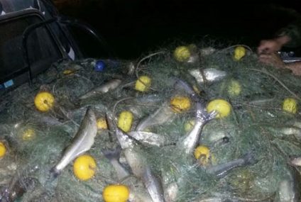 Pesca ilegal