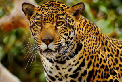 Jaguares en peligro