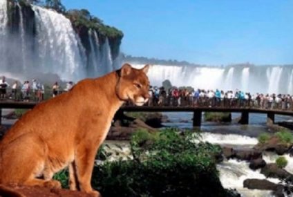 Los pumas de Iguazú