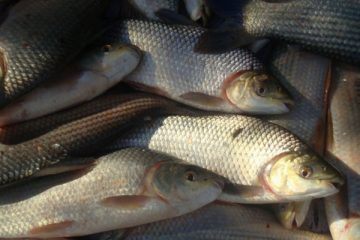Pesca Comercial en nuestros Ríos