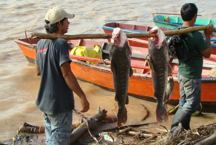 Pesca Comercial en el Paraná