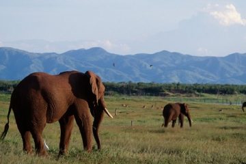 ¿Cazar elefantes para salvarlos?
