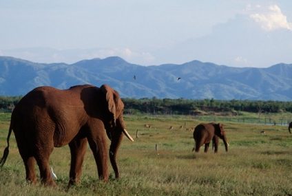 ¿Cazar elefantes para salvarlos?