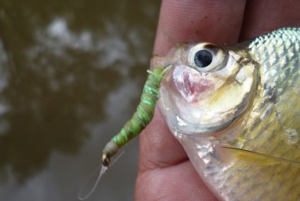 Perlas on the fly