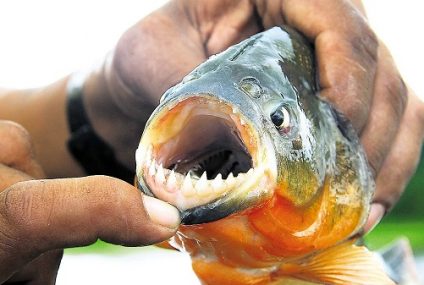 Palometas al ataque