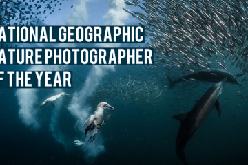 Las mejores fotos submarinas del año