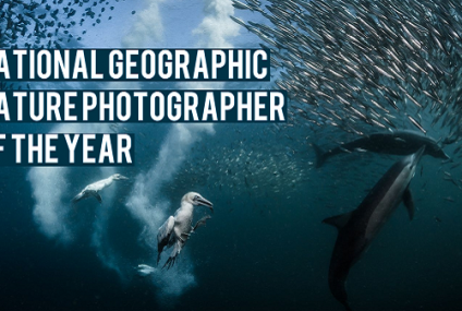 Las mejores fotos submarinas del año