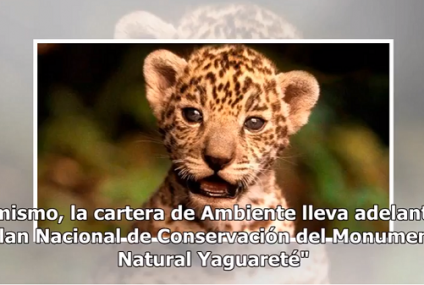 Nacieron dos cachorros de yaguareté
