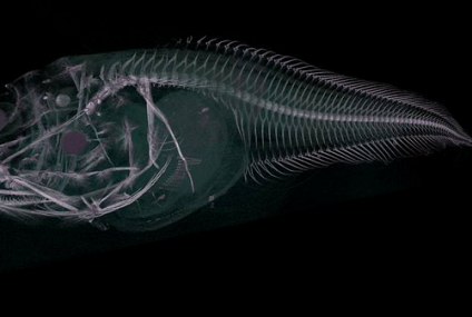 Tres nuevas especies de peces