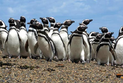 Vigilia de Pingüinos