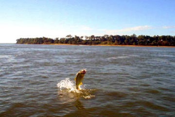 La veda de pesca en el Paraná