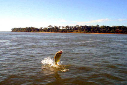 La veda de pesca en el Paraná
