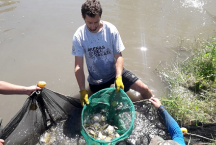 Siembra de juveniles de pacú
