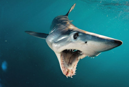 La cabeza de un tiburón mako
