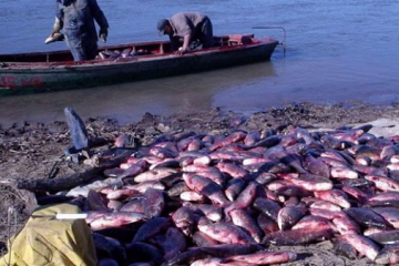 La pesca comercial en el Paraná