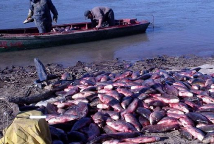 La pesca comercial en el Paraná