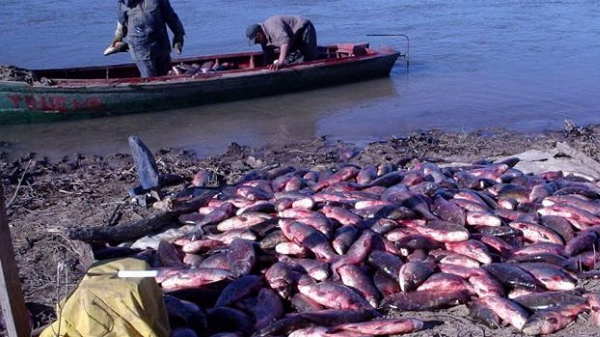 La pesca comercial en el Paraná - Revista Aire Libre