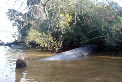 Una ballena en el Paraná