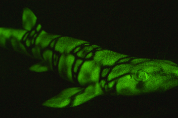 El reino de los tiburones fluorescentes