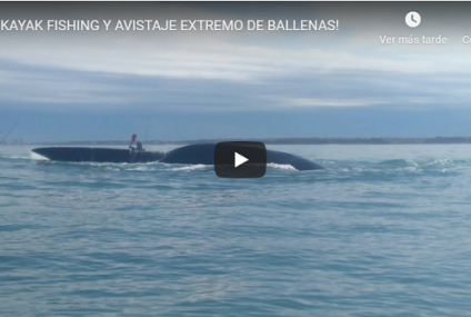 Avistaje de ballenas en kayak