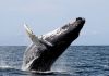 Avistaje de ballenas desde la costa de Mar del Plata