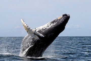 Avistaje de ballenas desde la costa de Mar del Plata