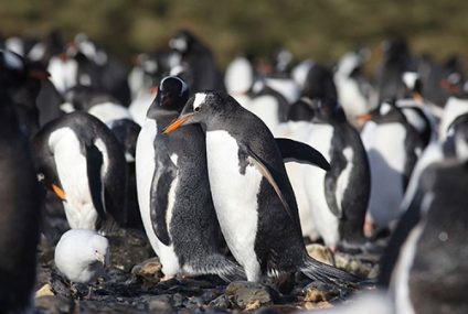 Plástico en pingüinos de la Antártida