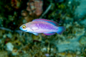 Un pez nombrado wakanda