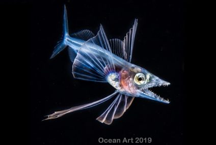 Las mejores fotos submarinas del 2019