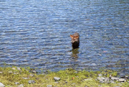 Un pudú en el Lago Lácar