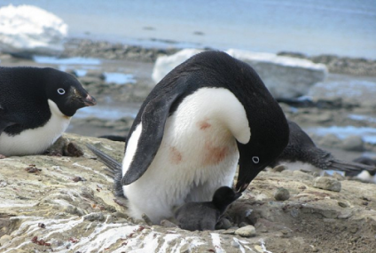 Pingüino gigante en la Antártida
