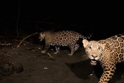 La caza furtiva de jaguares