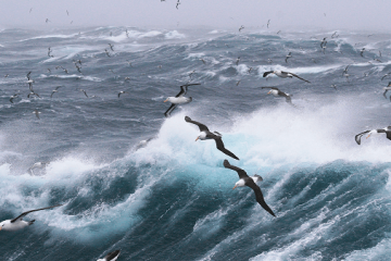 Albatros contra la pesca ilegal