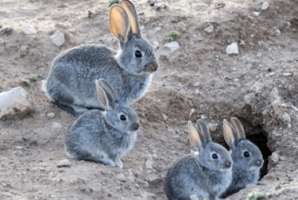Los conejos de Ushuaia