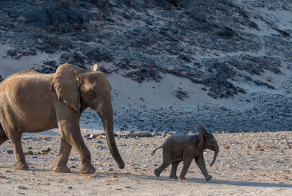 Inusual mortandad de elefantes en Botswana