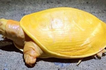 Una tortuga dorada