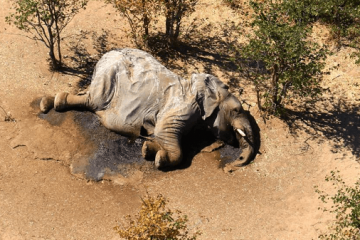 Los elefantes de Botsuana
