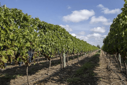 La ruta del vino en La Pampa