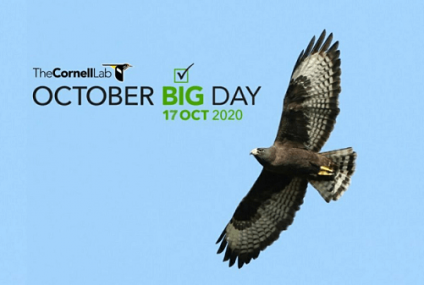 El Gran Día Mundial de Observación de Aves