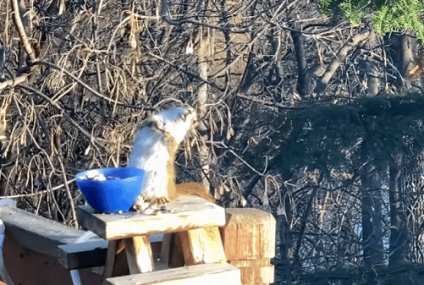 Una ardilla bebedora