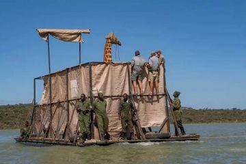 Rescatando jirafas