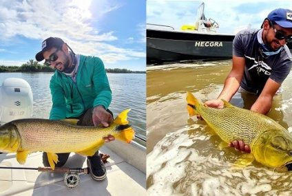 Pesca de dorados